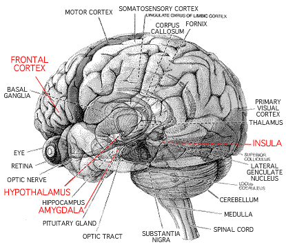 human brain drawing. It is a well-known fact that a